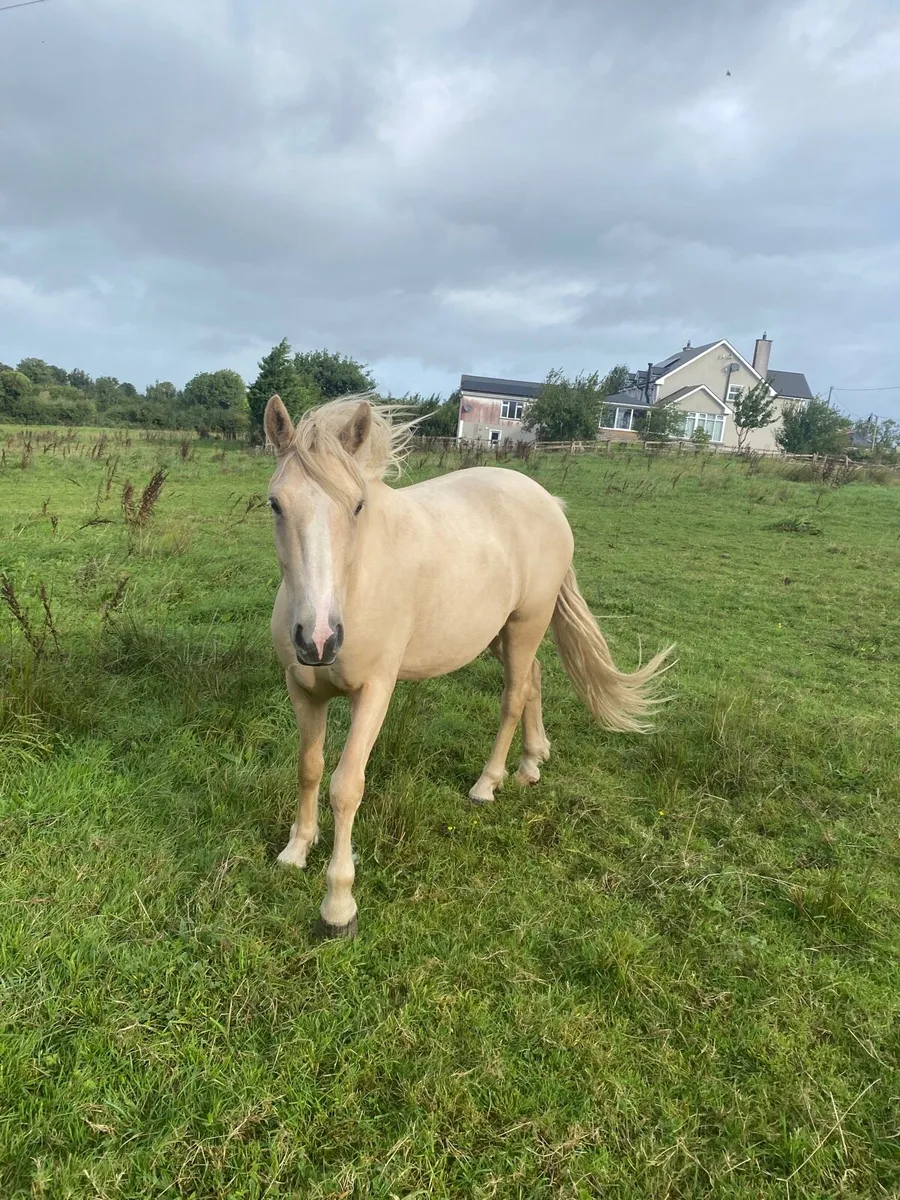 Connemara Ponies - Clifden Lot 31 & 32 Thurs 22nd - Image 2