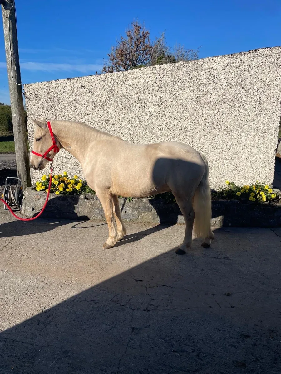 Connemara Ponies - Clifden Lot 31 & 32 Thurs 22nd - Image 3