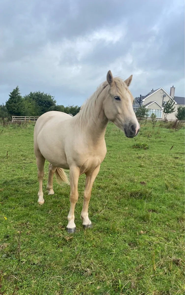 Connemara Ponies - Clifden Lot 31 & 32 Thurs 22nd - Image 1