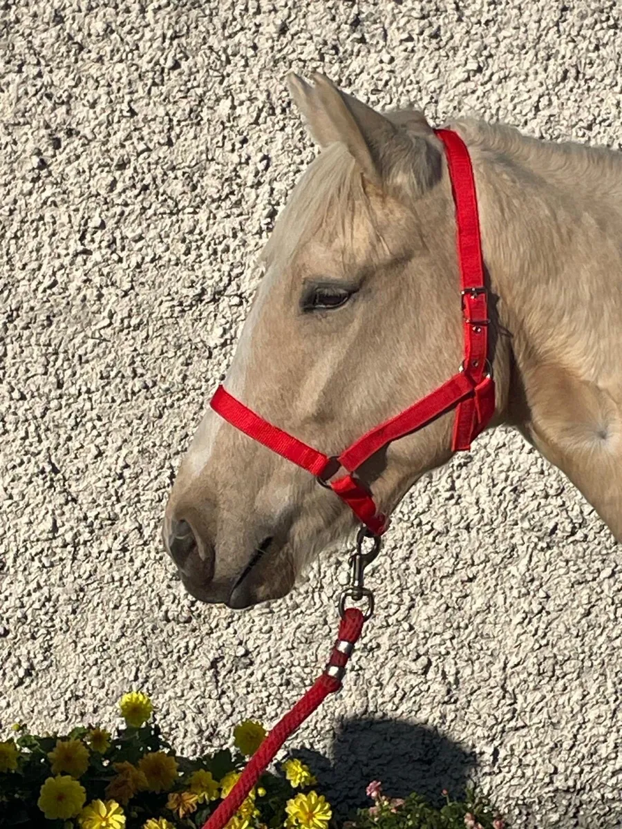Connemara Ponies - Clifden Lot 31 & 32 Thurs 22nd - Image 4