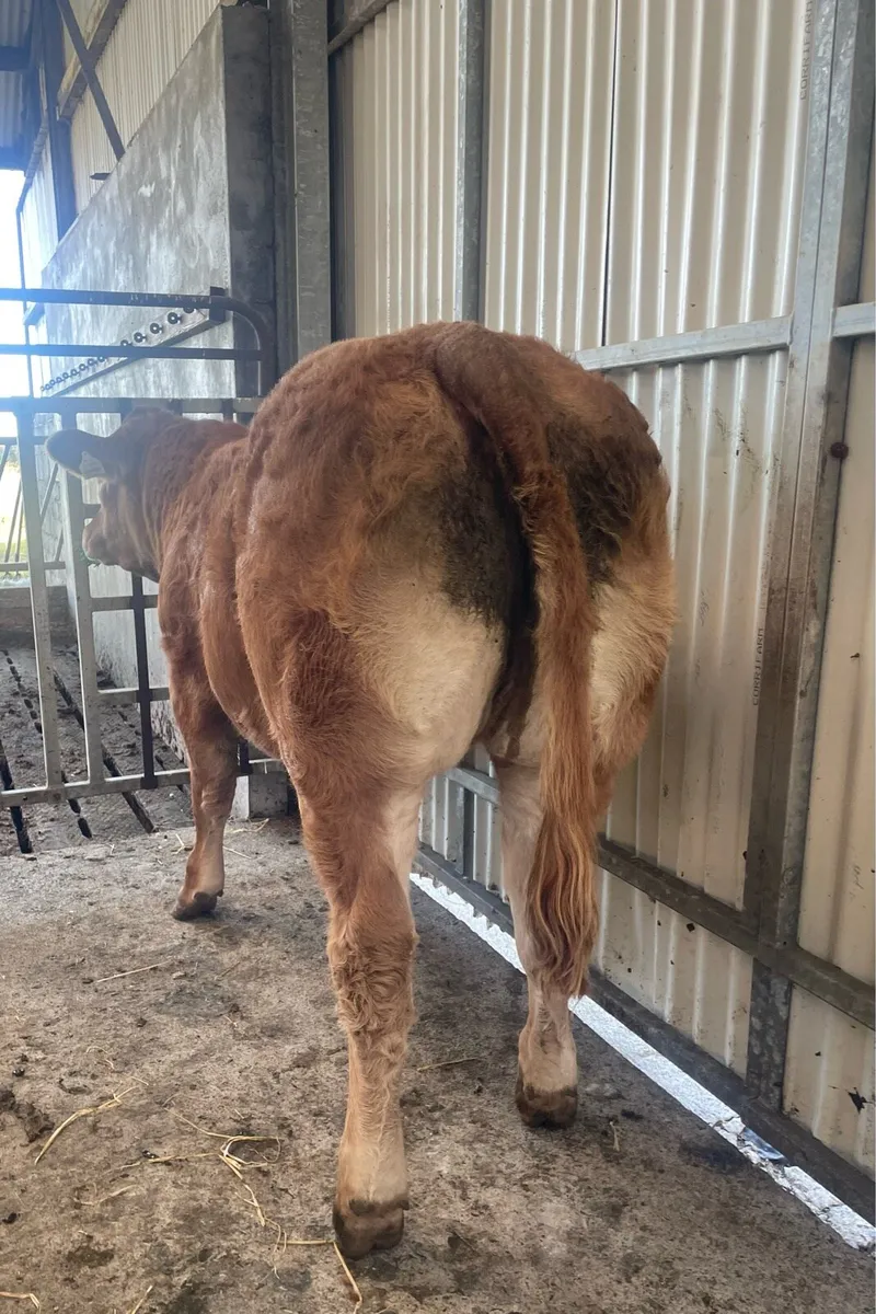 Balla heifer weanling - Image 1
