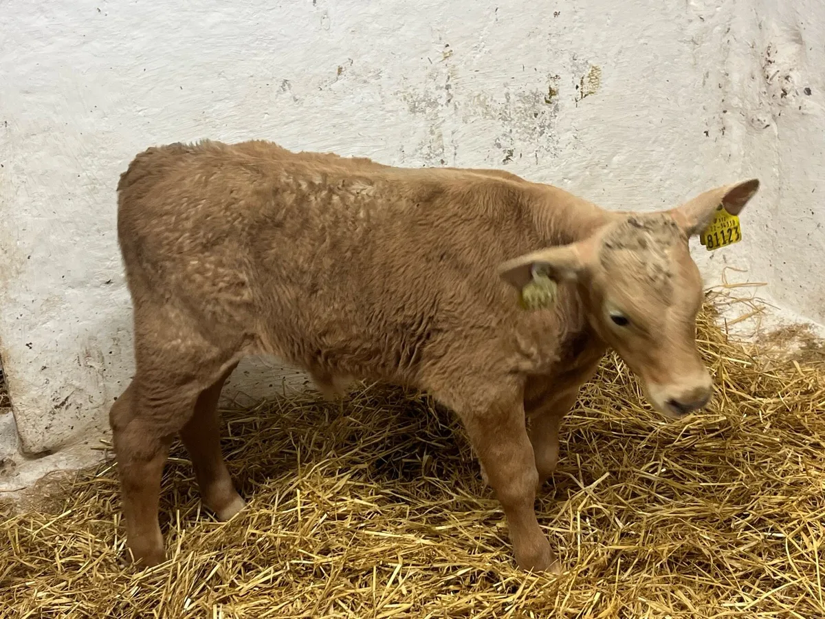Serious AI Bred Golden CH Bull Calf - Image 2