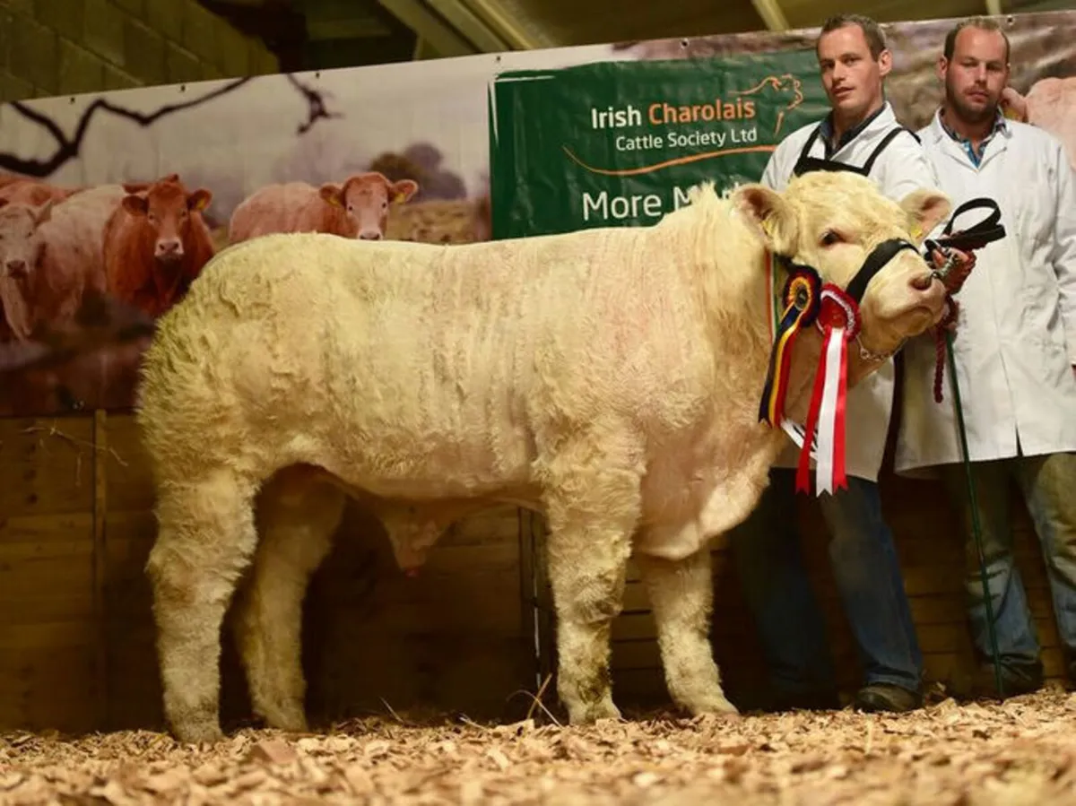 Serious AI Bred Golden CH Bull Calf - Image 3