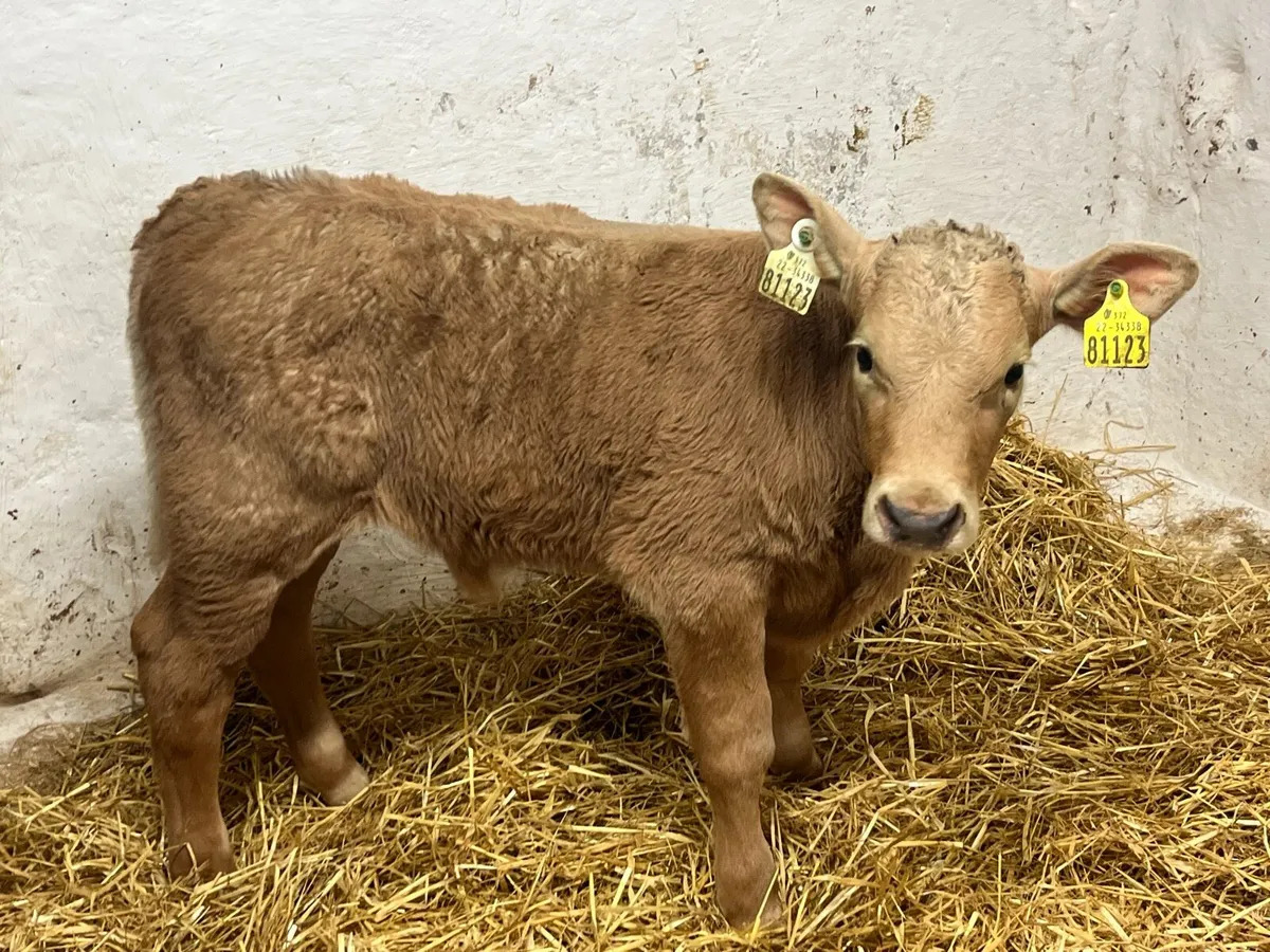 Serious AI Bred Golden CH Bull Calf - Image 1
