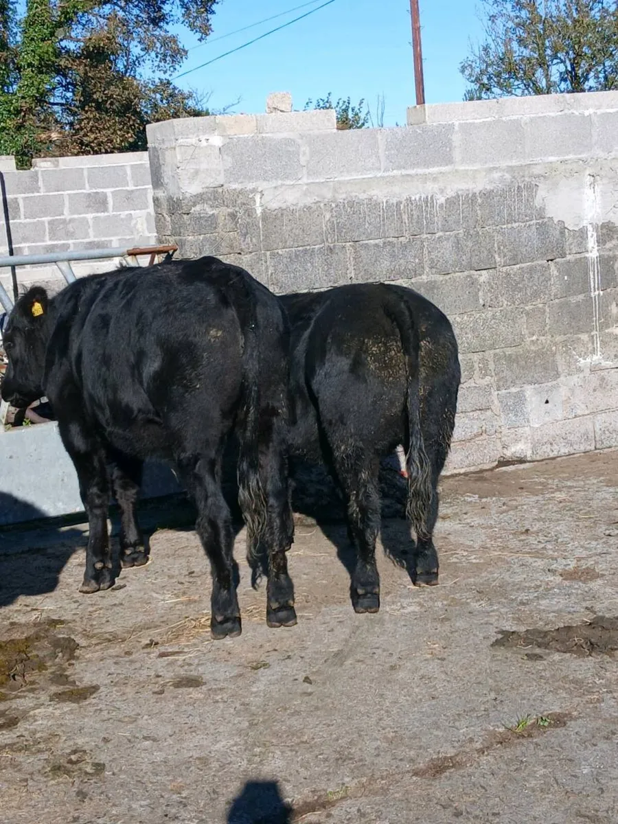 Bullocks - Image 3