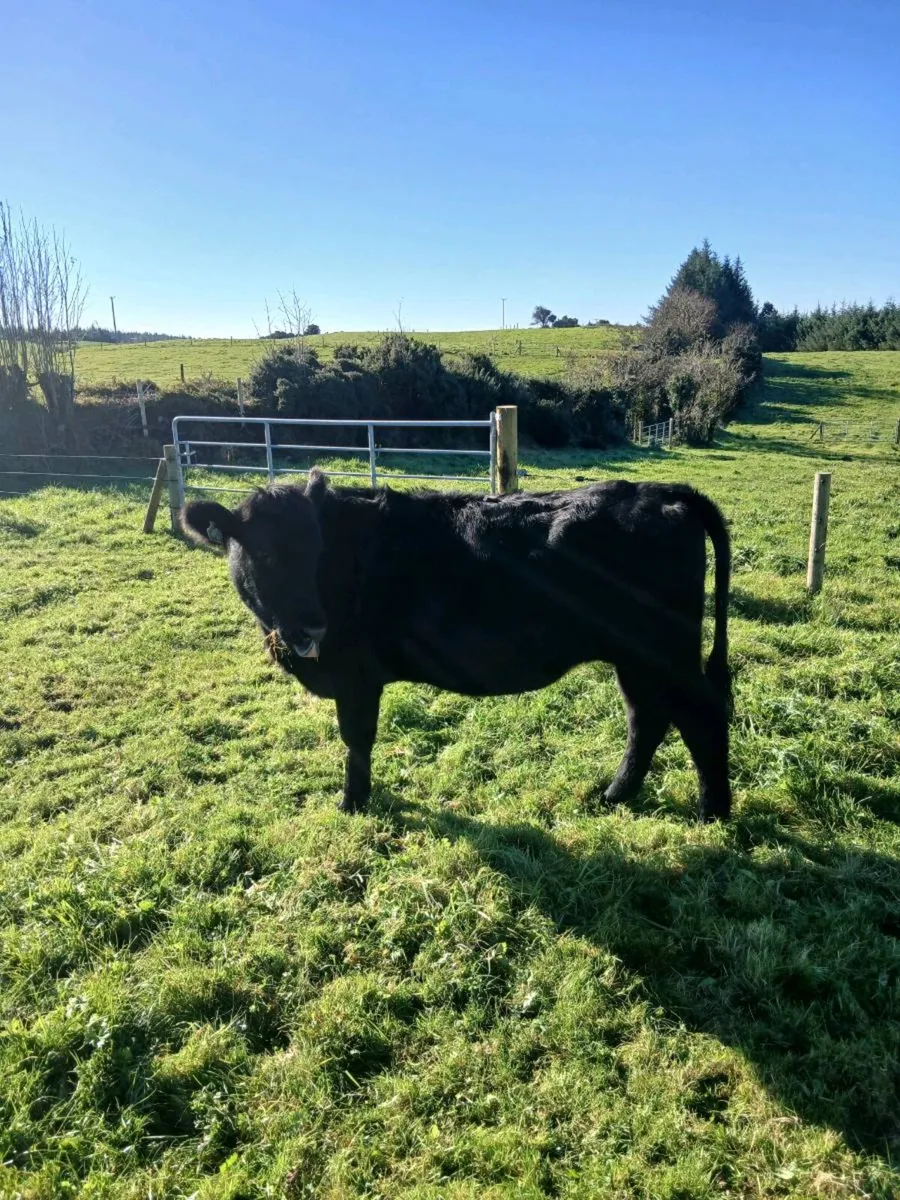 Bullocks - Image 4