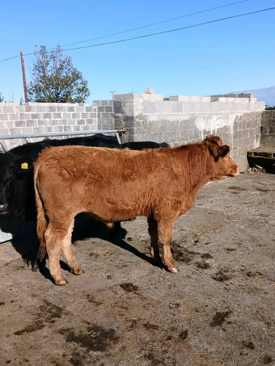 Bullocks - Image 1