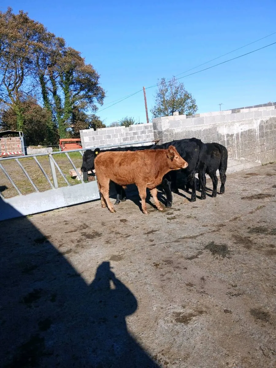 Bullocks - Image 2