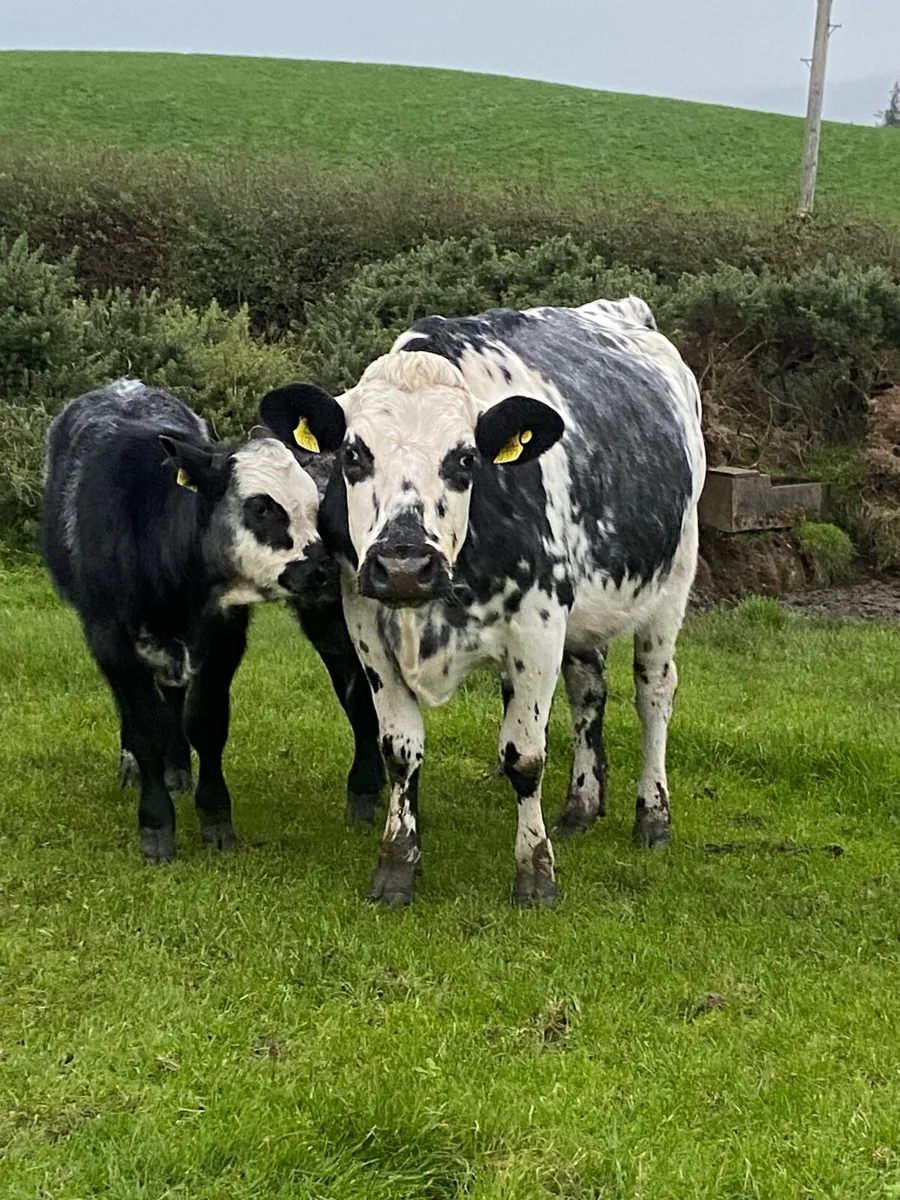Cows and calves - Image 1