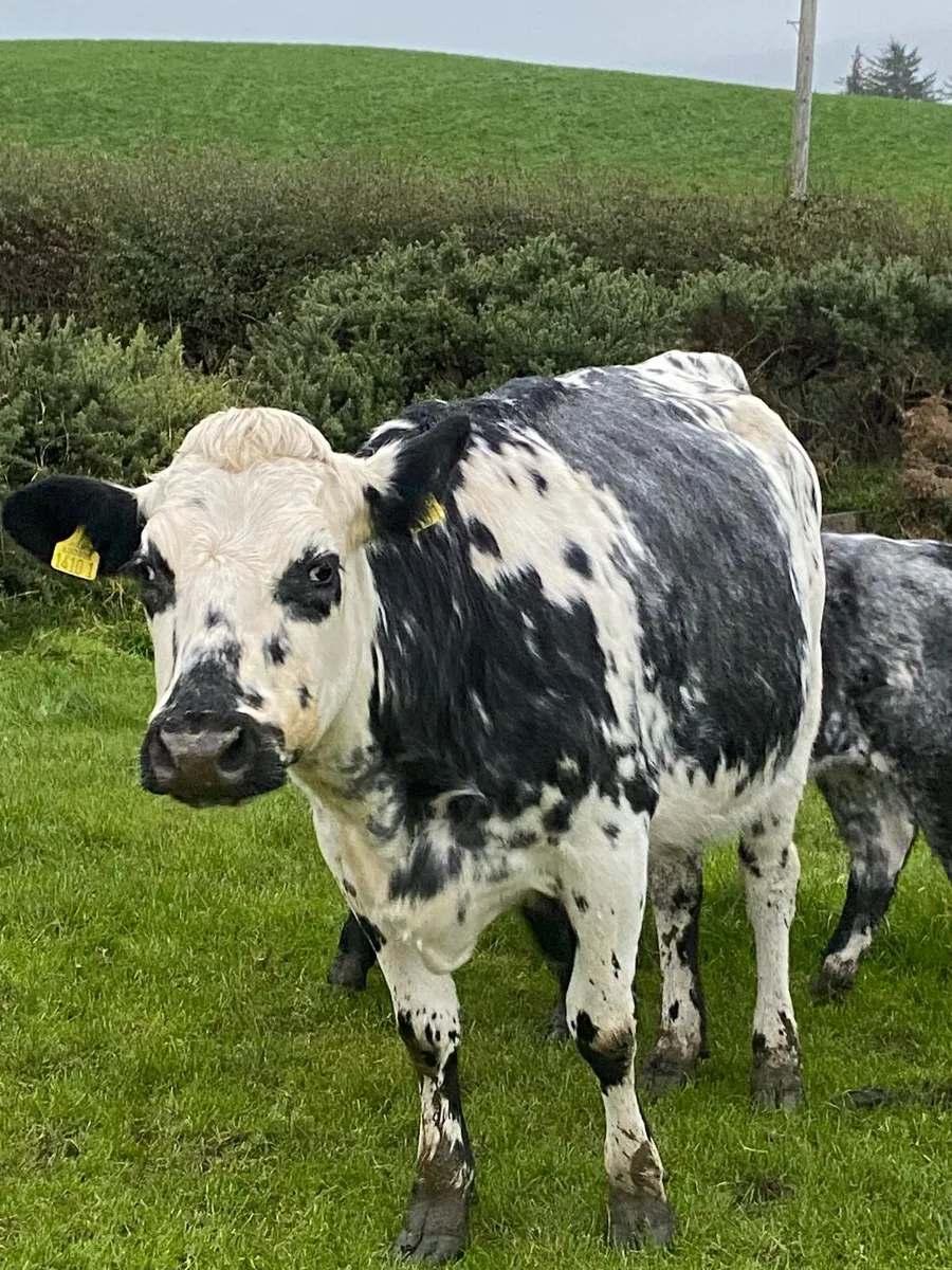 Cows and calves - Image 2