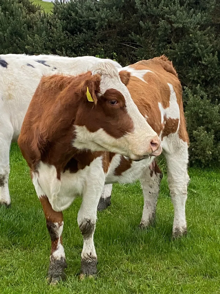 Cows and calves - Image 3