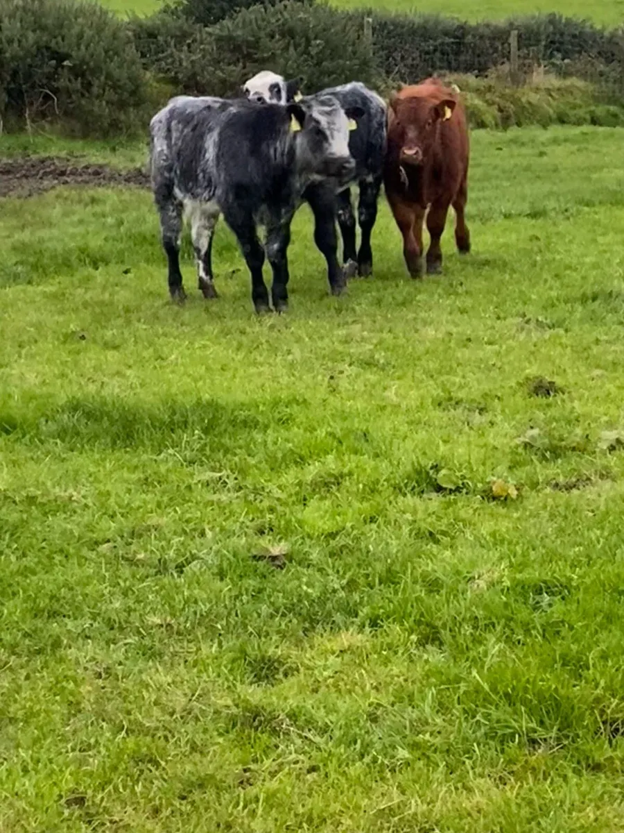 Cows and calves - Image 4
