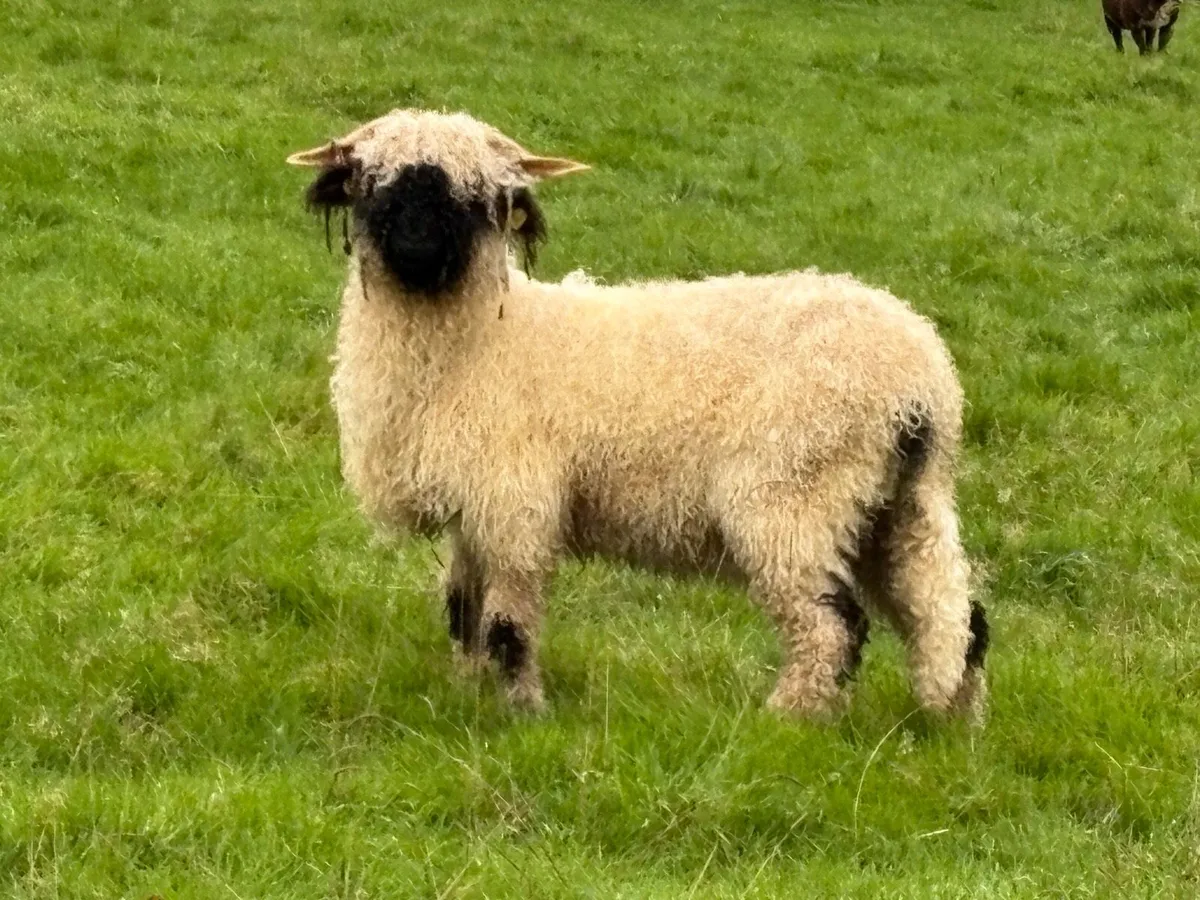 Valais Blacknose Ewes x 2 for Sale - Image 1