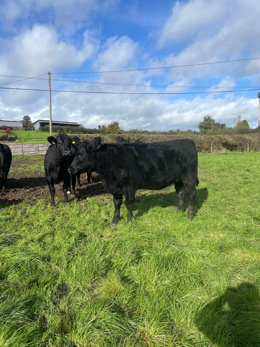 AA HEIFERS FOR SALE - Image 2