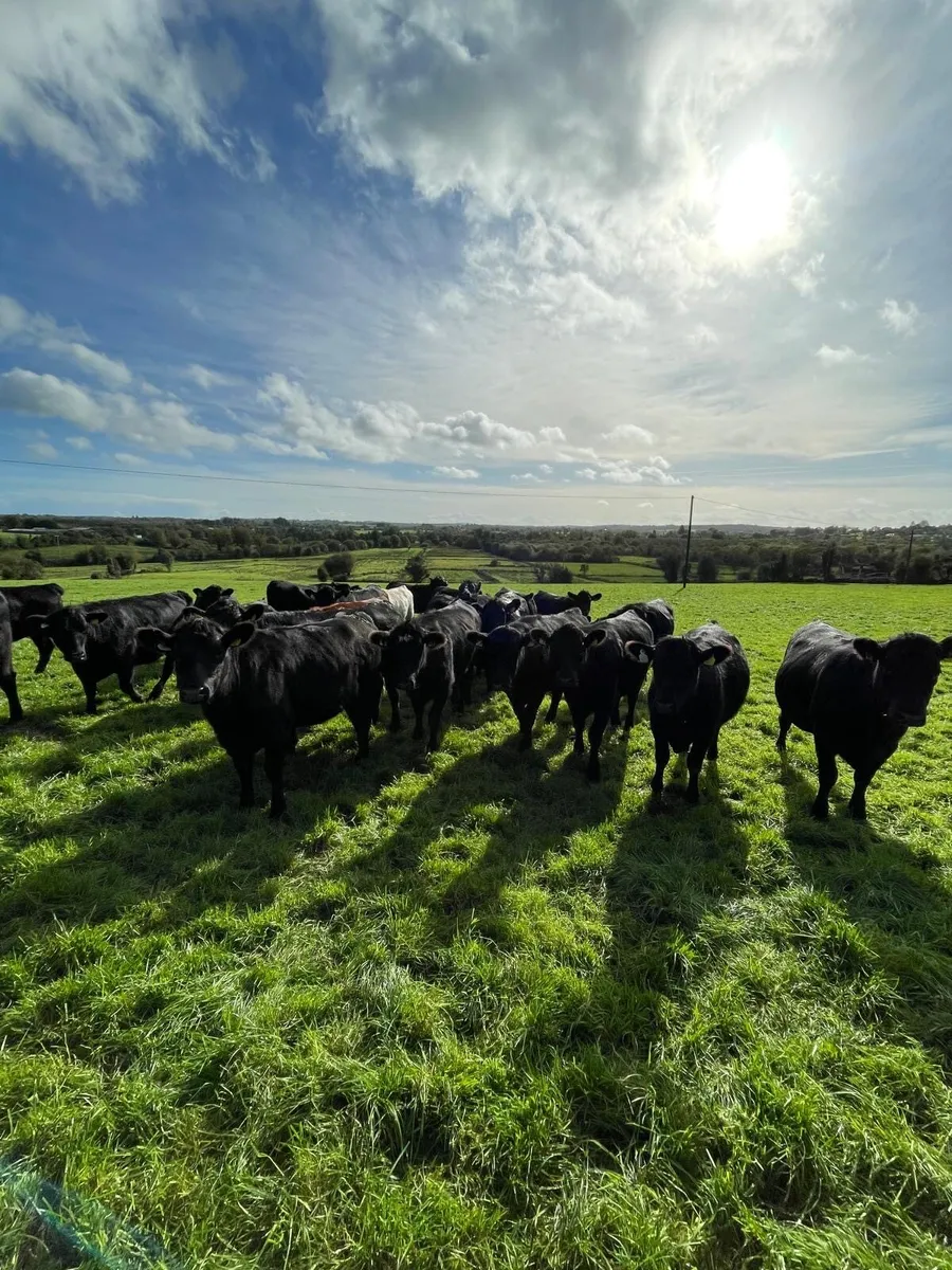 AA HEIFERS FOR SALE - Image 3
