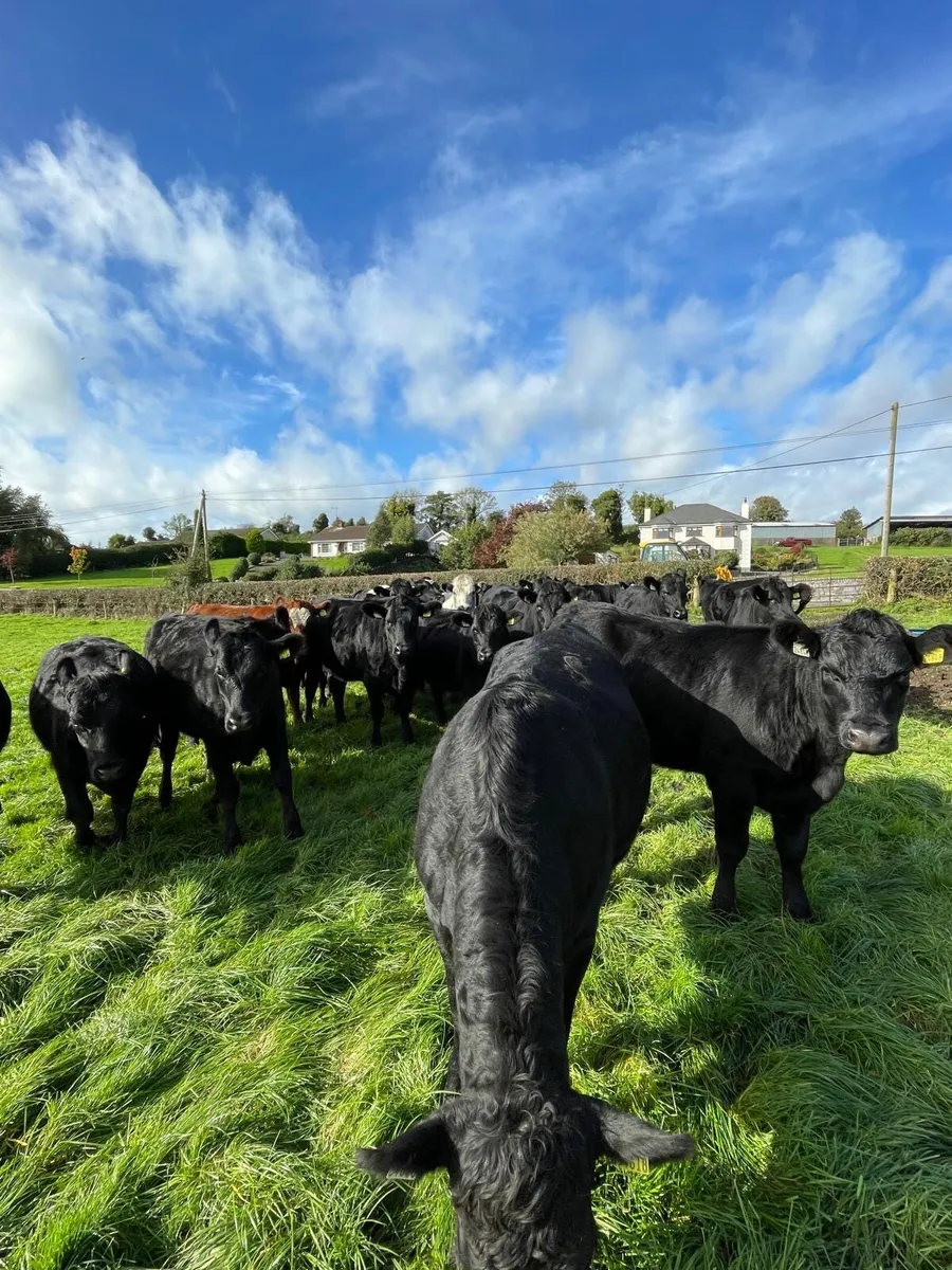 AA HEIFERS FOR SALE - Image 4