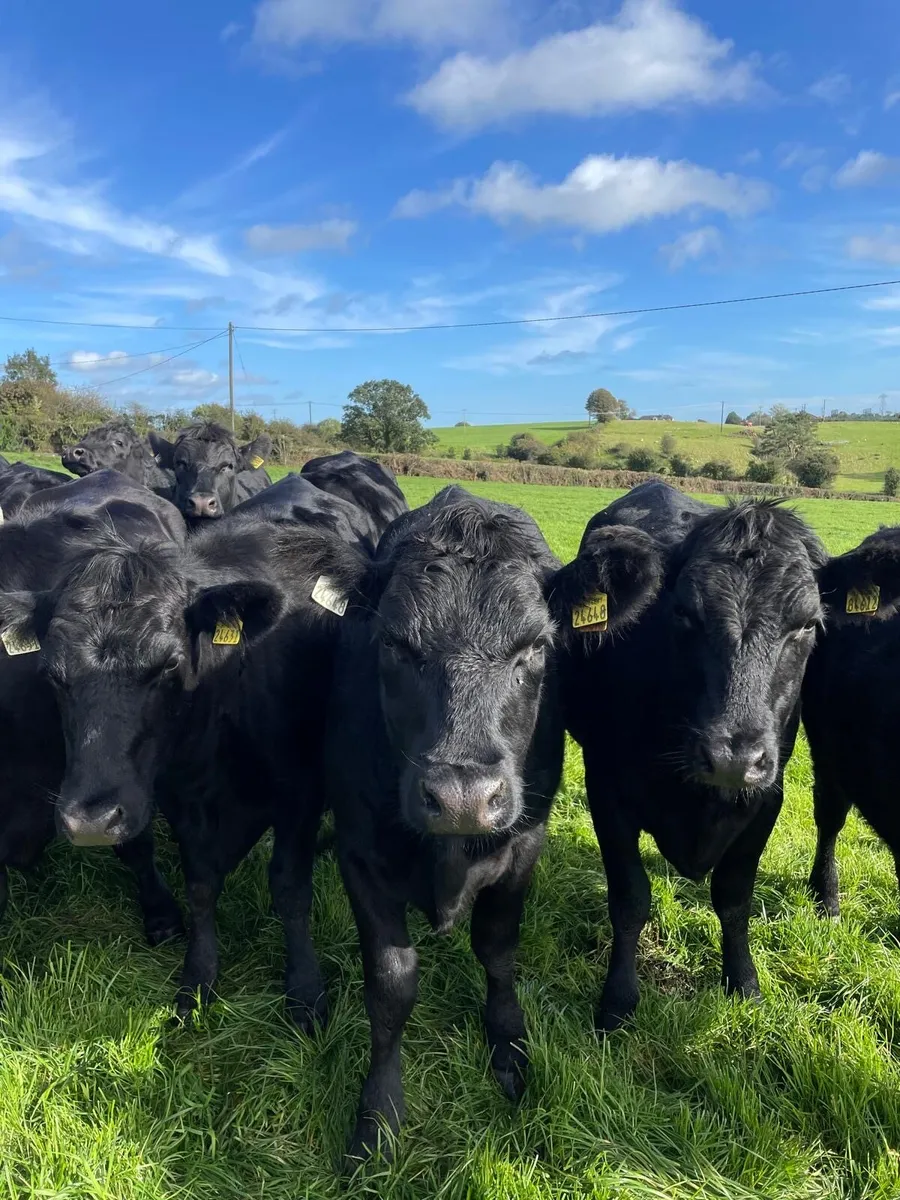 AA HEIFERS FOR SALE - Image 1