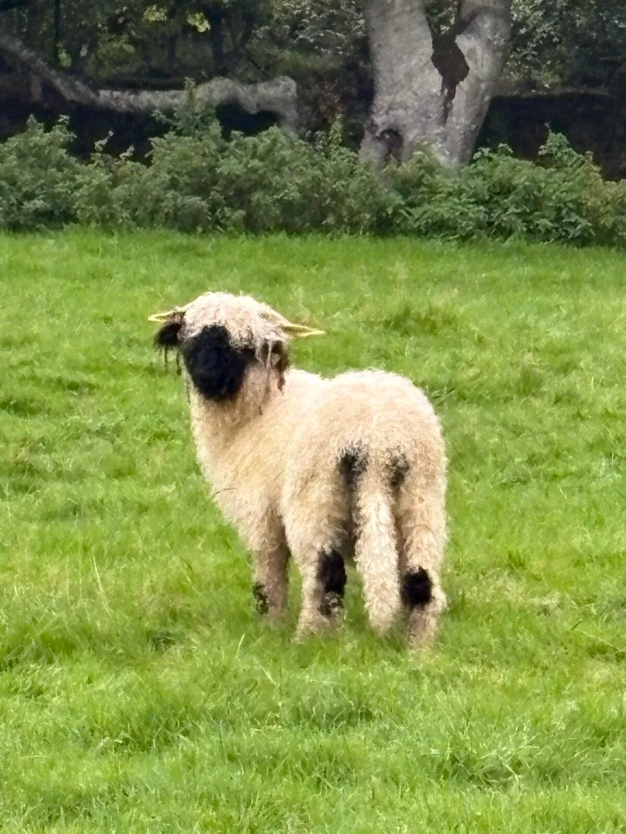 Valais Blacknose Ewes x 2 for Sale - Image 2