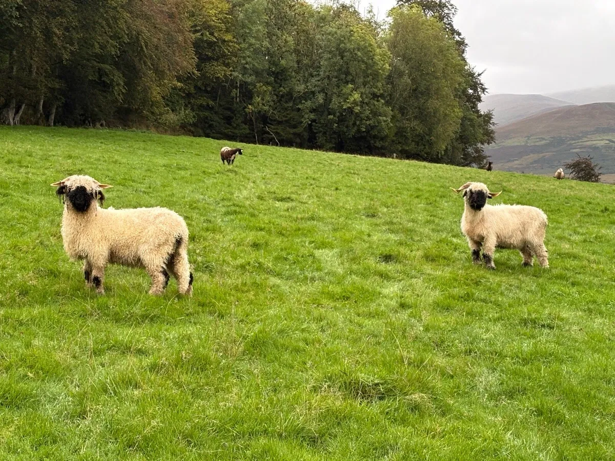 Valais Blacknose Ewes x 2 for Sale - Image 4