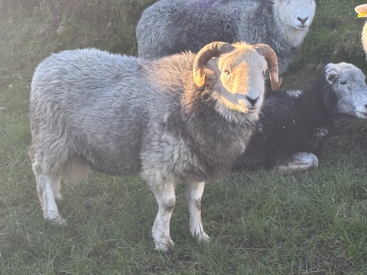 Herdwick Ram - Image 1