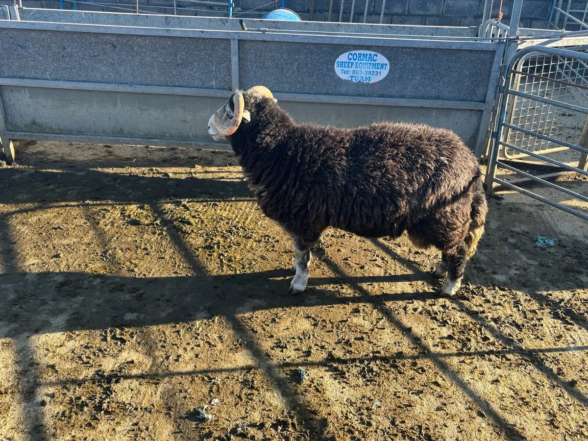 Herdwick Ram - Image 4