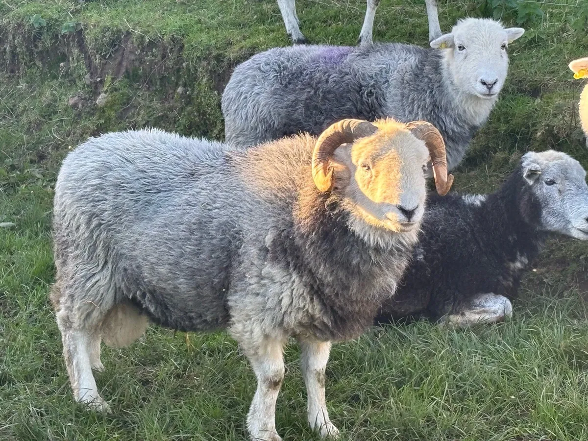 Herdwick Ram - Image 2