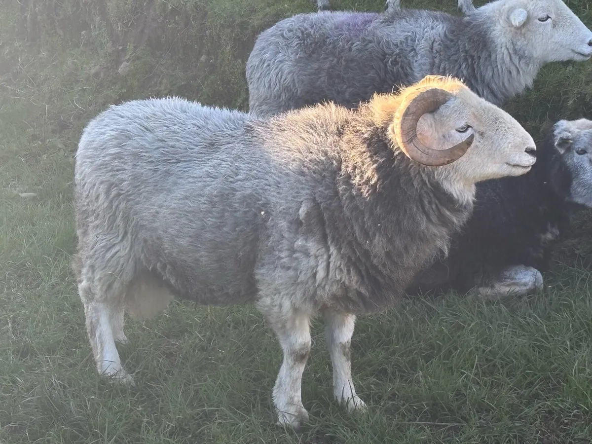 Herdwick Ram - Image 3