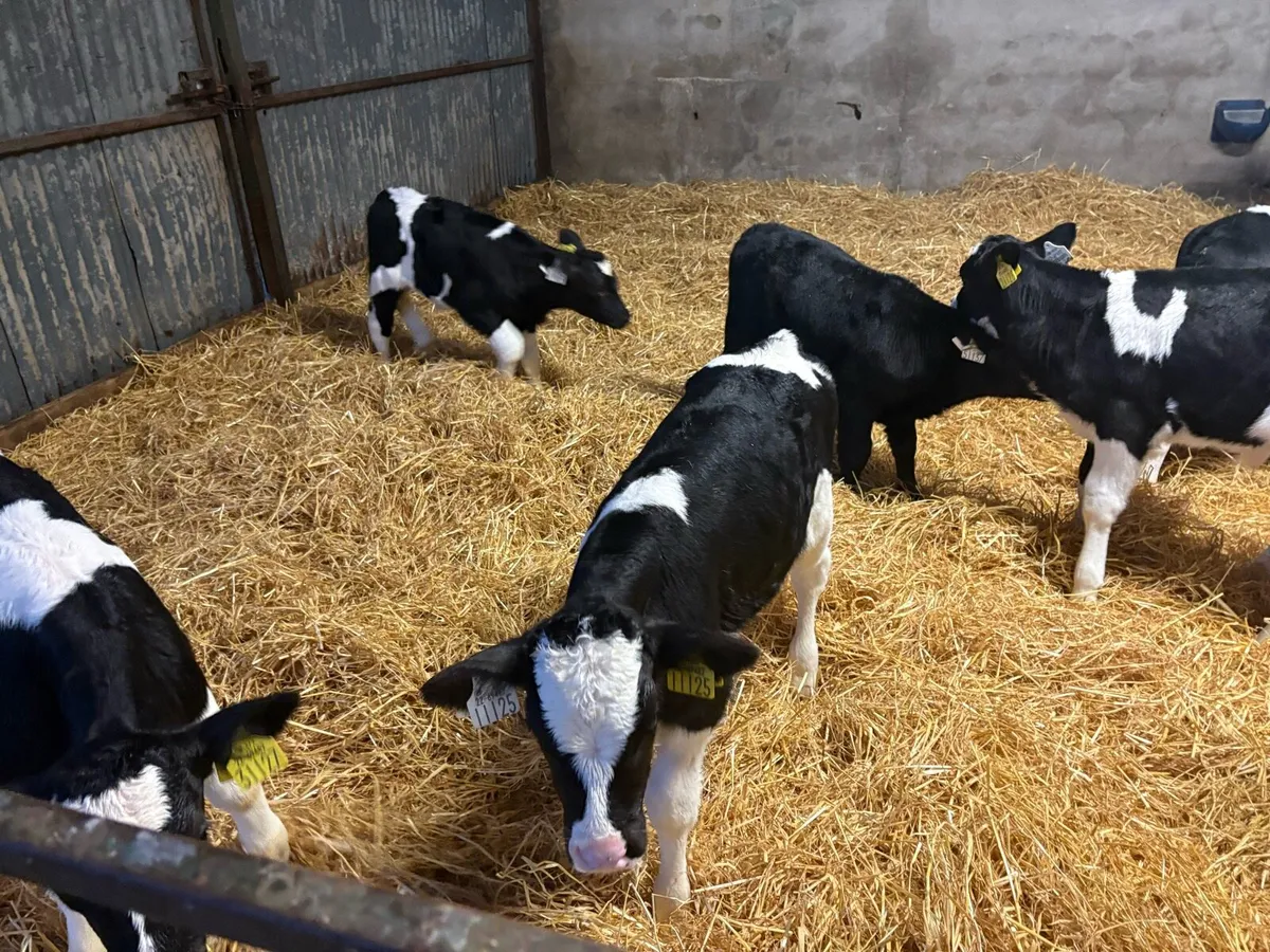 Suck calves - Image 1