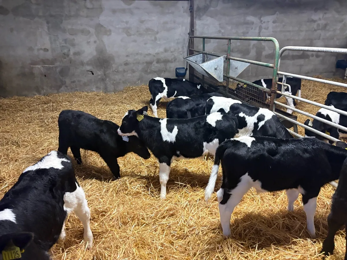 Suck calves - Image 2