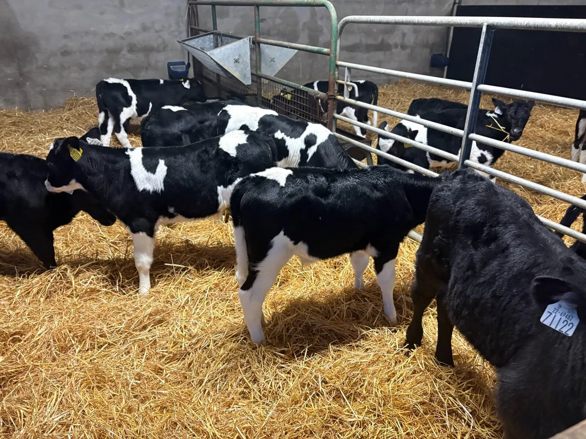 Suck calves - Image 3