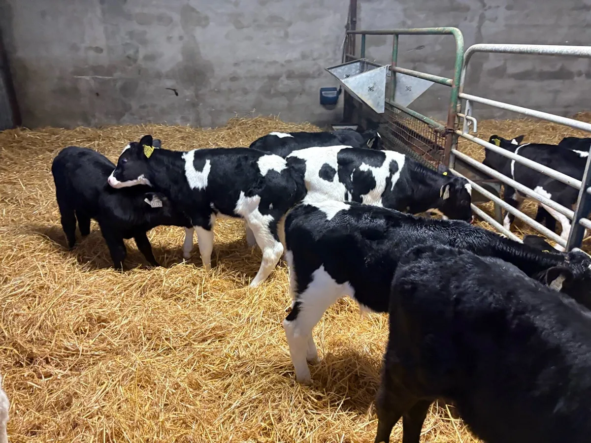 Suck calves - Image 4