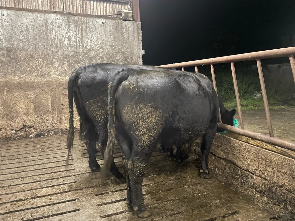 3 PBR Angus In-calf cows - Image 2