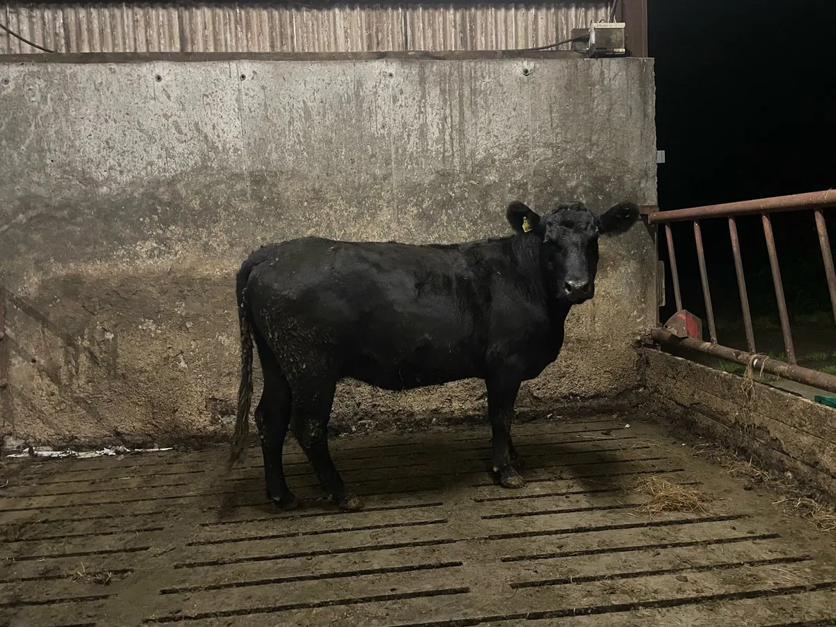 3 PBR Angus In-calf cows - Image 3