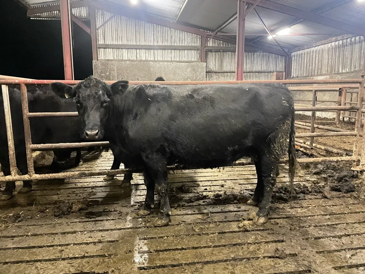 3 PBR Angus In-calf cows - Image 4