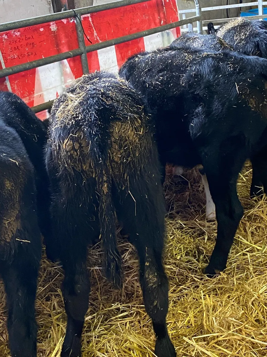 SMALL MONEY CATTLE - Image 1