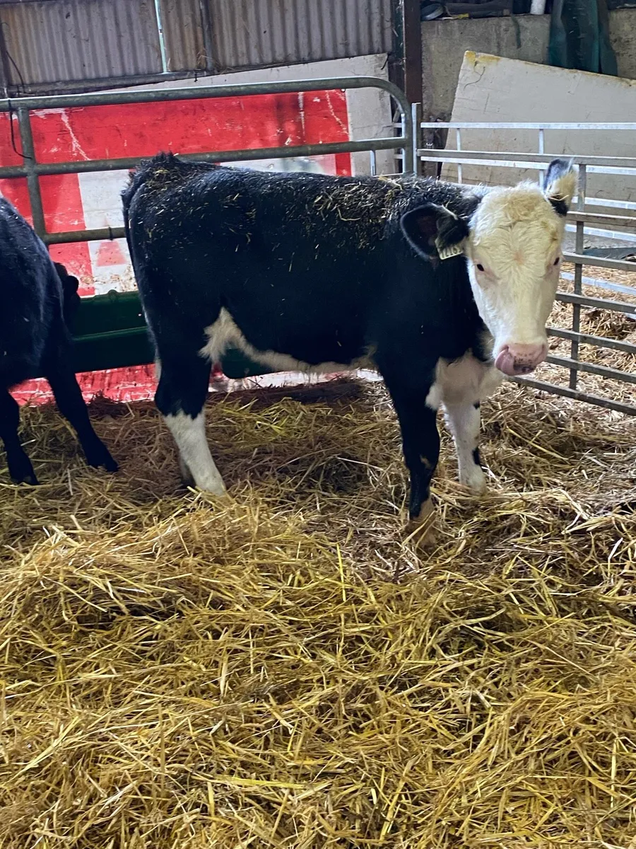 SMALL MONEY CATTLE - Image 4