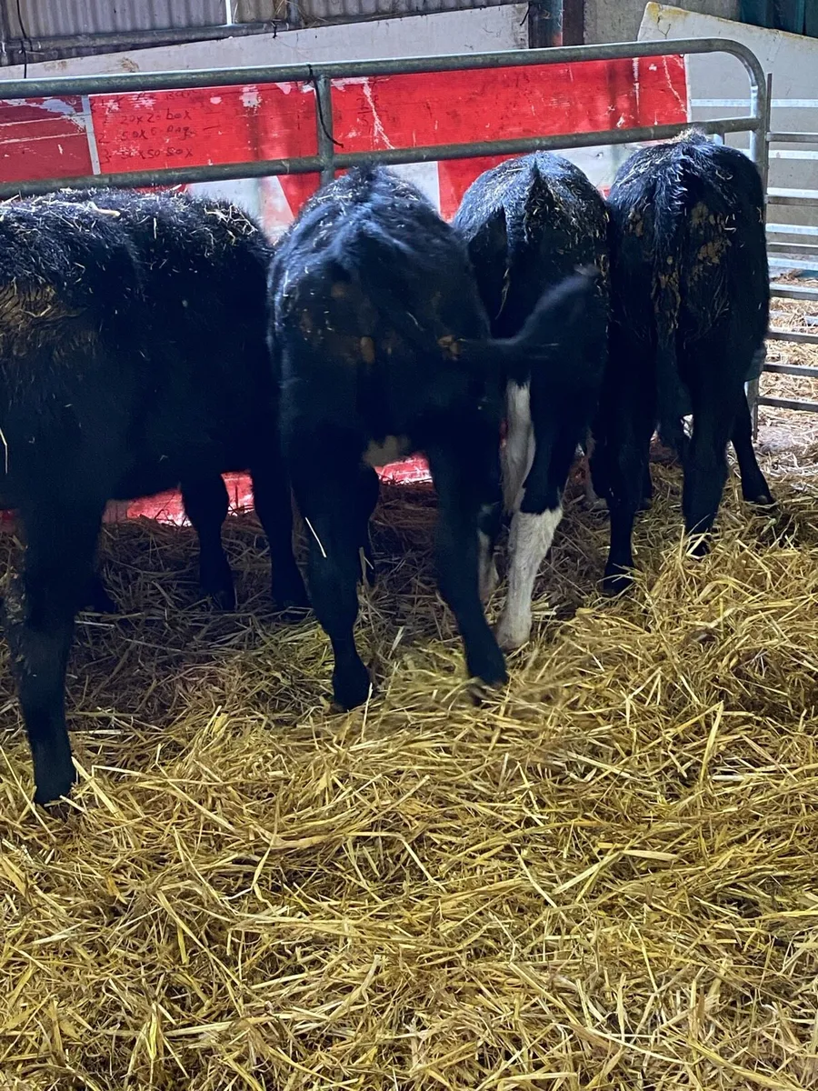 SMALL MONEY CATTLE - Image 2