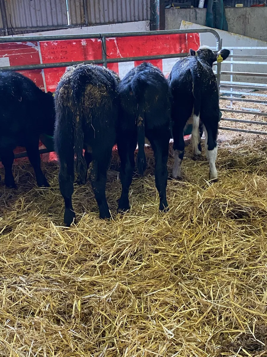 SMALL MONEY CATTLE - Image 3