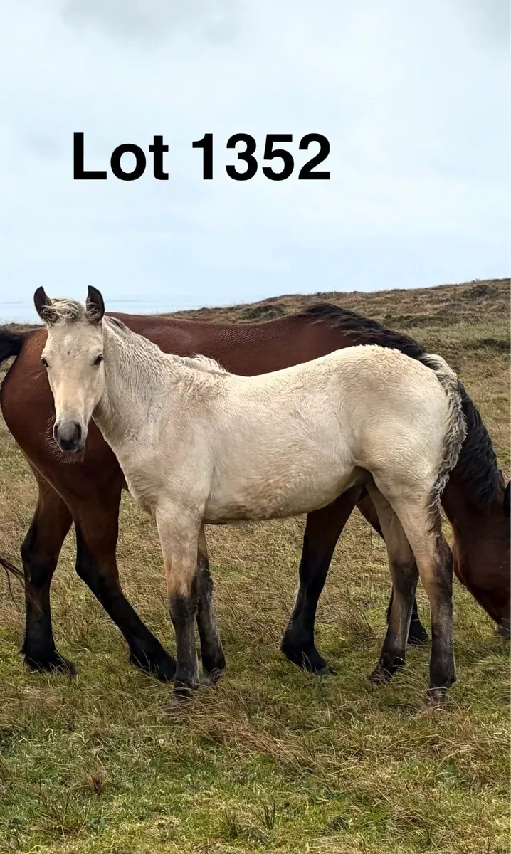 Connemara Foals - Image 1