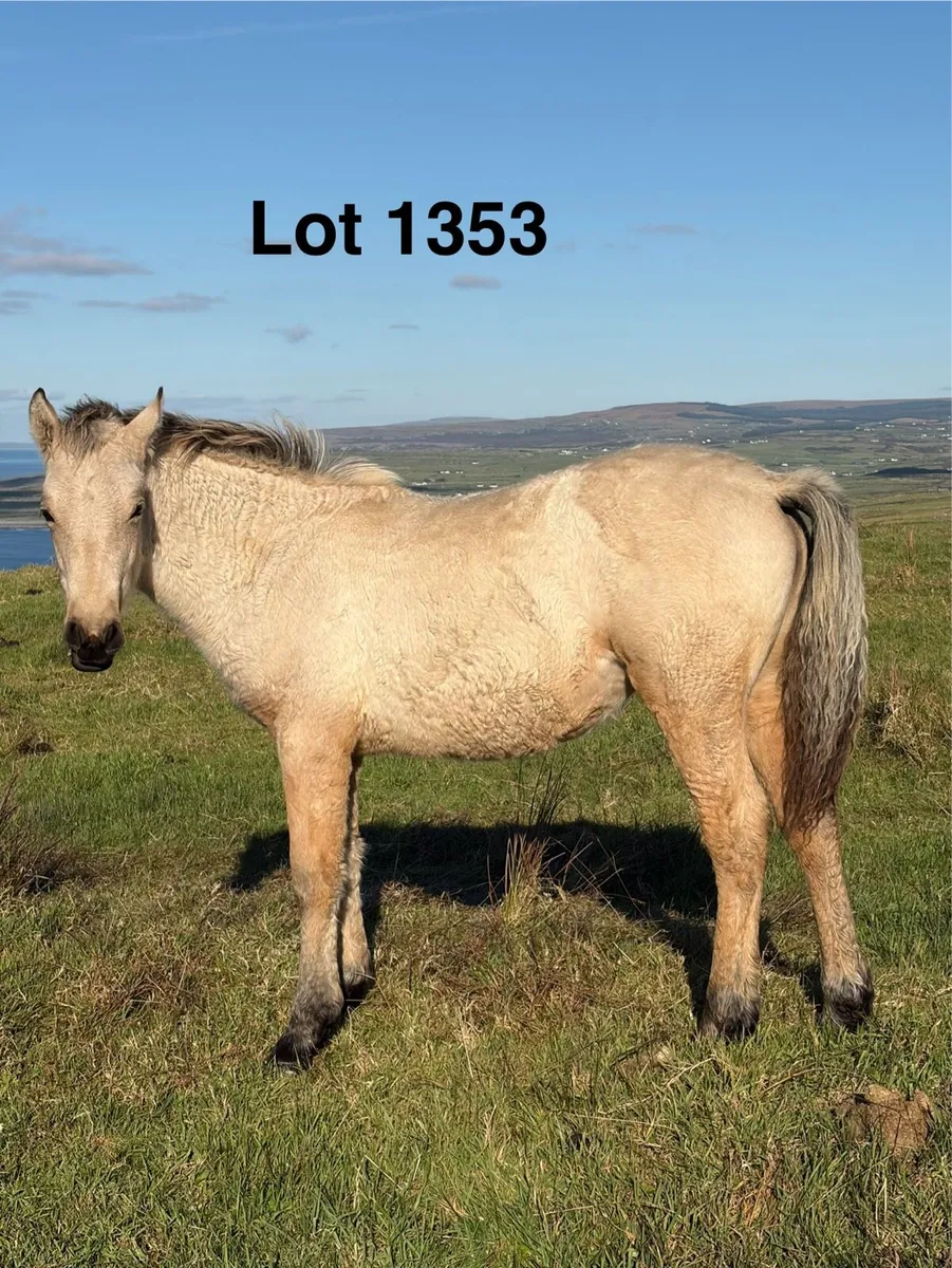 Connemara Foals - Image 2