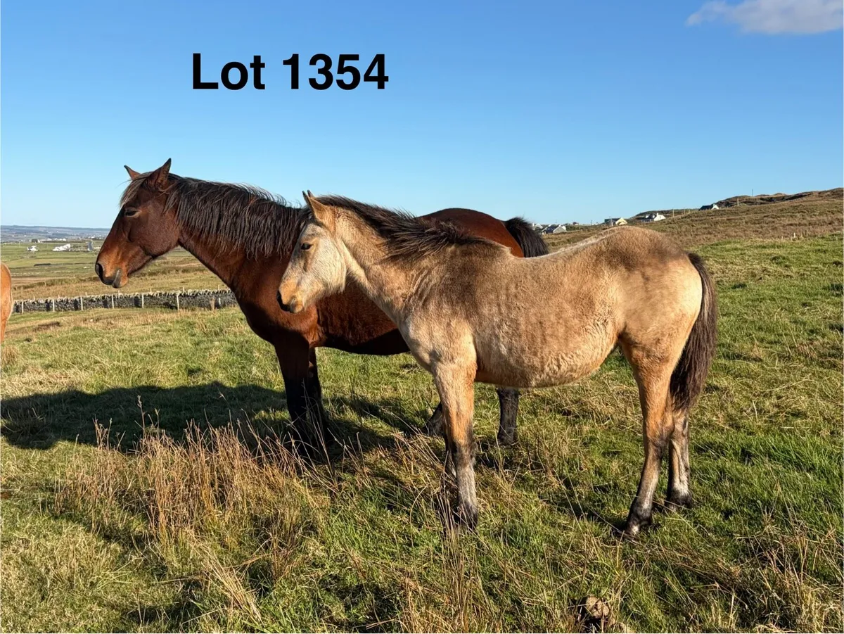Connemara Foals - Image 3