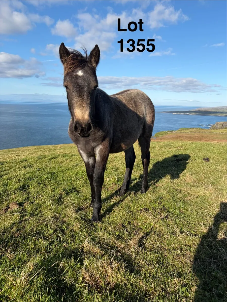 Connemara Foals - Image 4