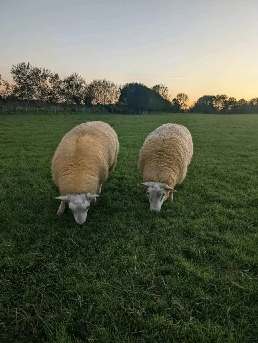 Pedigree Belclare Rams, SIS - Image 2