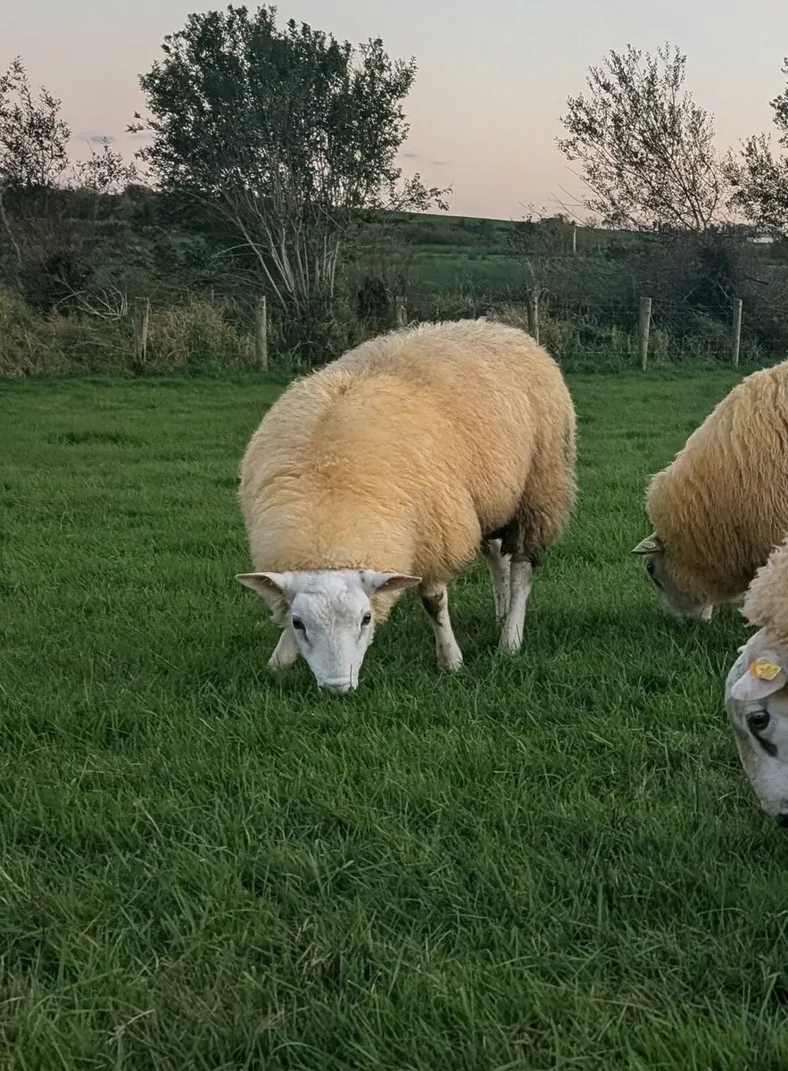 Pedigree Belclare Rams, SIS - Image 3