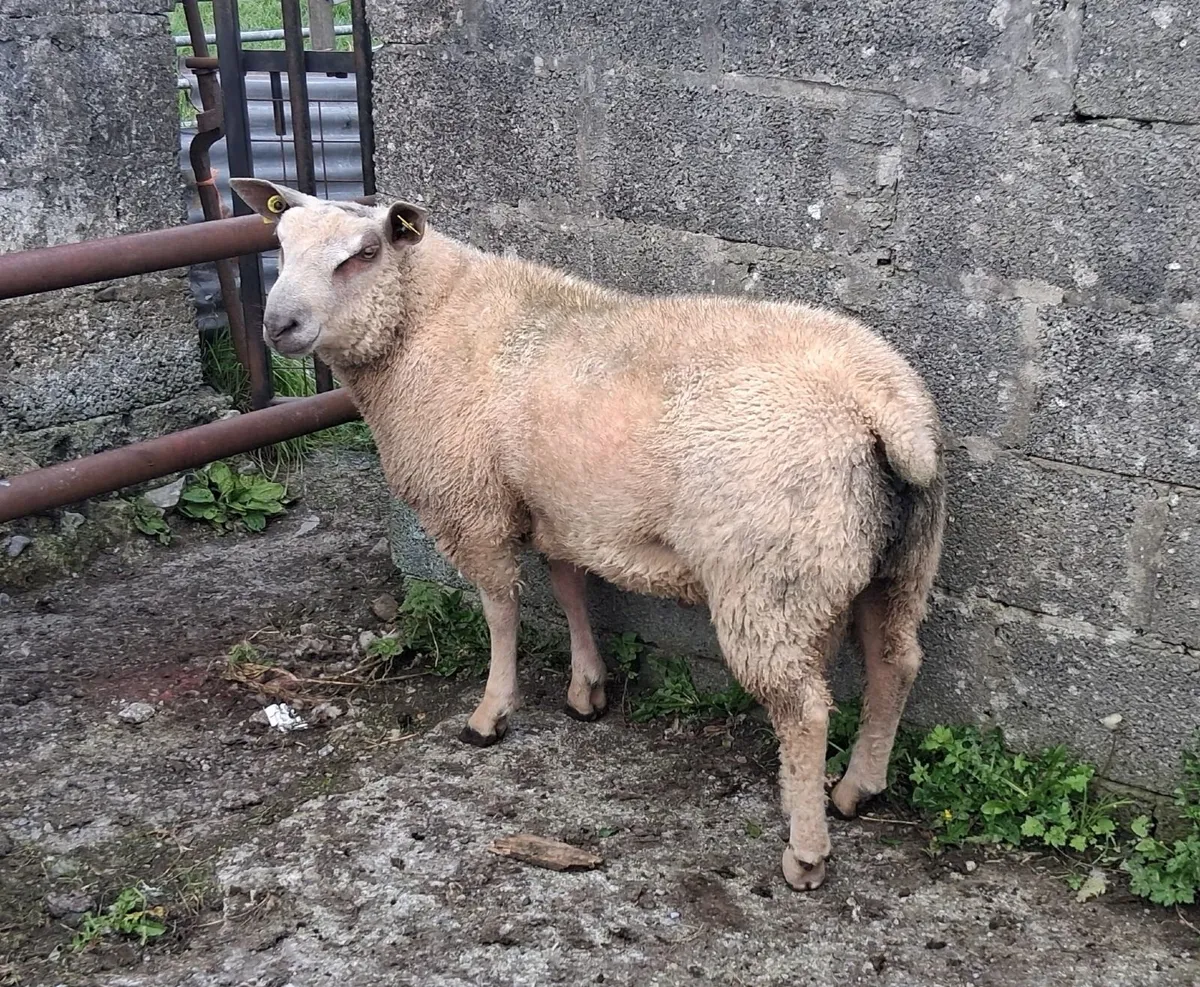 Charollais Ram Lamb - Image 2