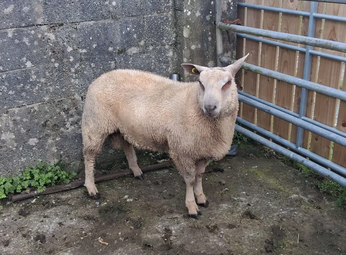 Charollais Ram Lamb - Image 4