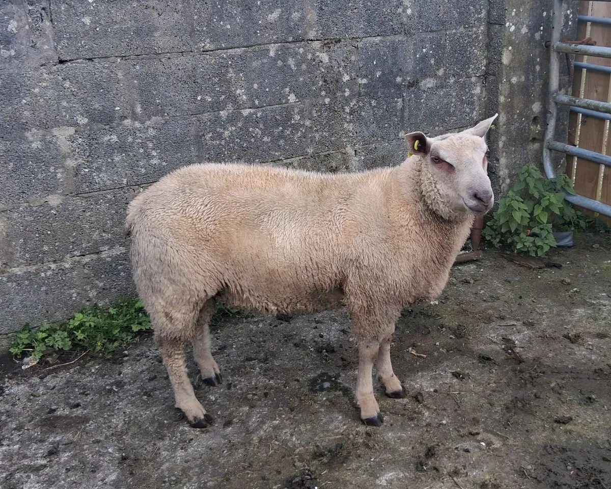 Charollais Ram Lamb - Image 3