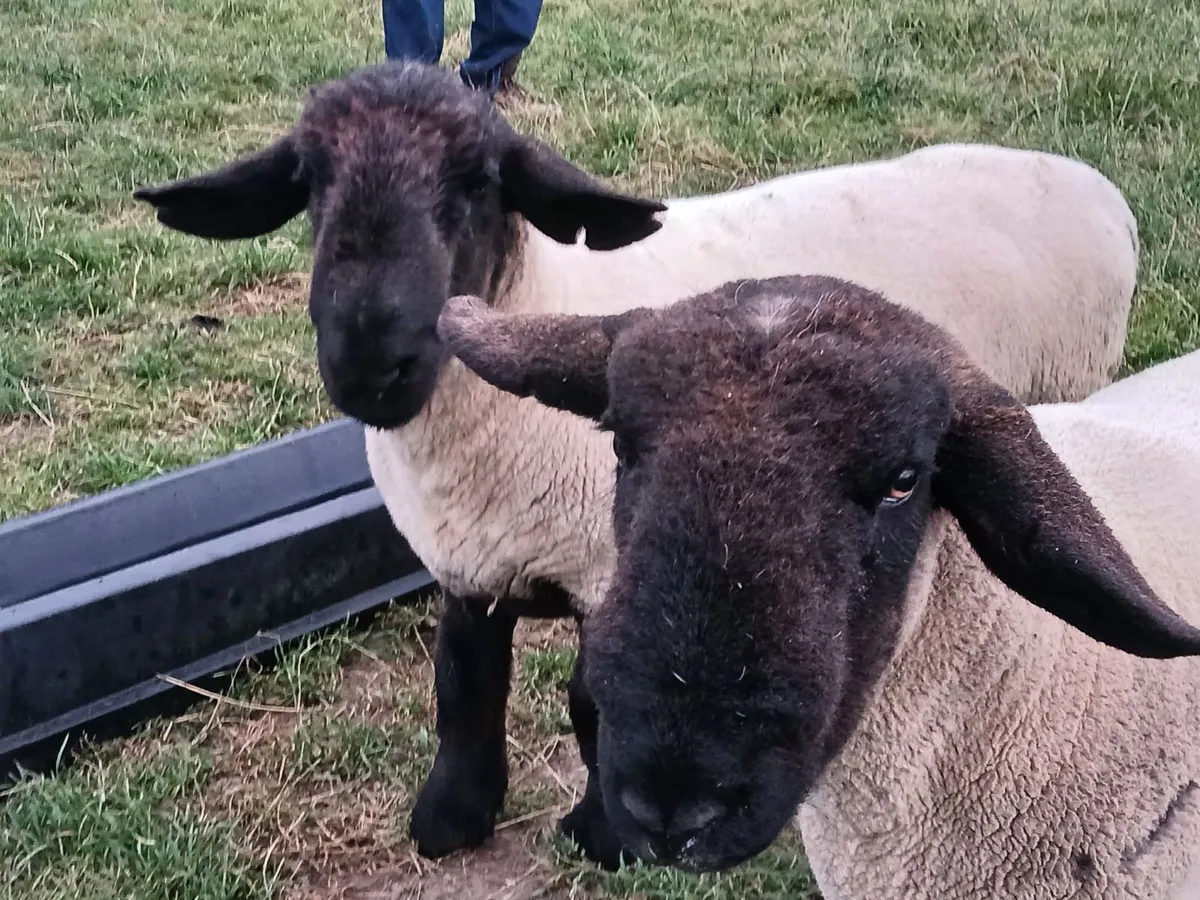 Suffolk hoggott rams - Image 2