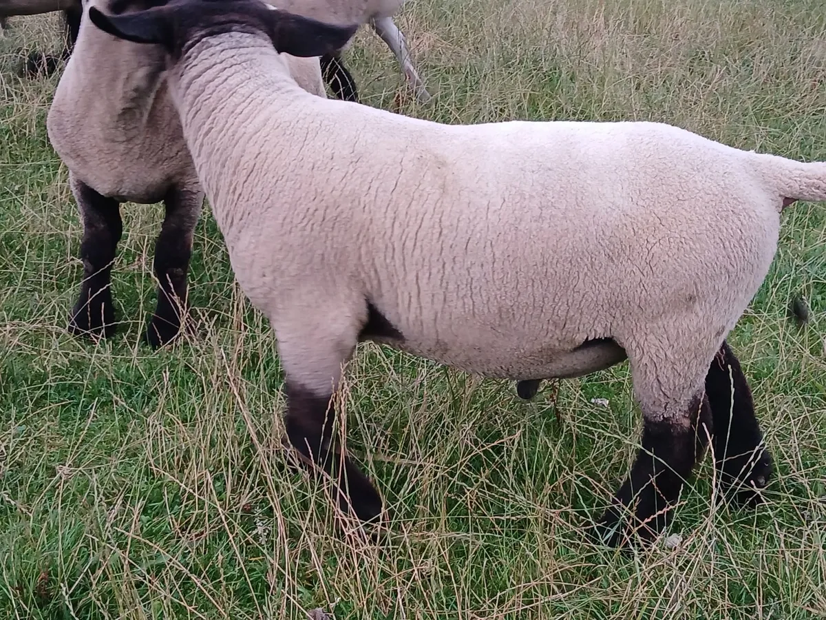 Suffolk hoggott rams - Image 3