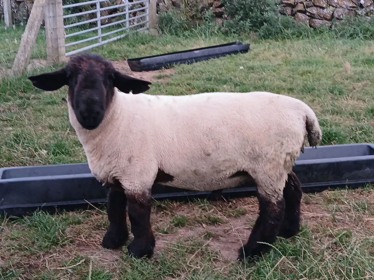 Suffolk hoggott rams - Image 1